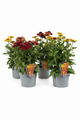 Rudbeckia Hirta Mix Ø17 cm